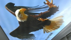 Kartal resimli gergi tavan