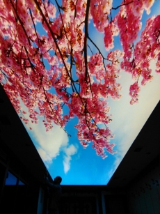 Sonbahar motifli Gergi tavan